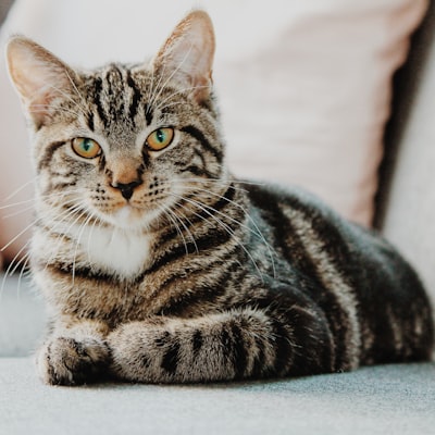 Kedi Diyet Mama