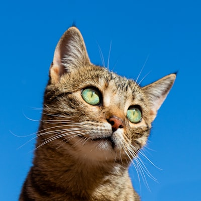 Kedi Yaş Mama Somonlu