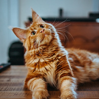 Yavru Kedi Maması
